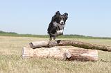 BORDER COLLIE 190